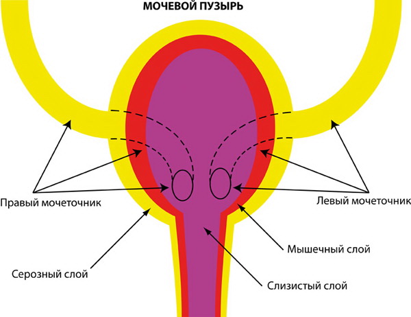 Мочеточники у собаки